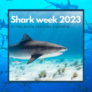 shark week.png