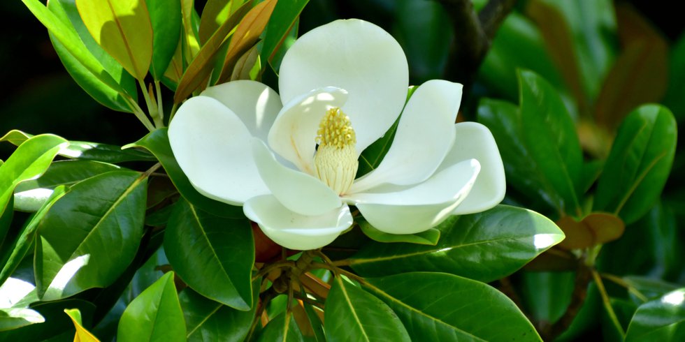 magnolia leaf garland.png