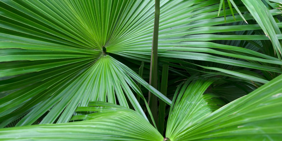 palmetto fronds.png
