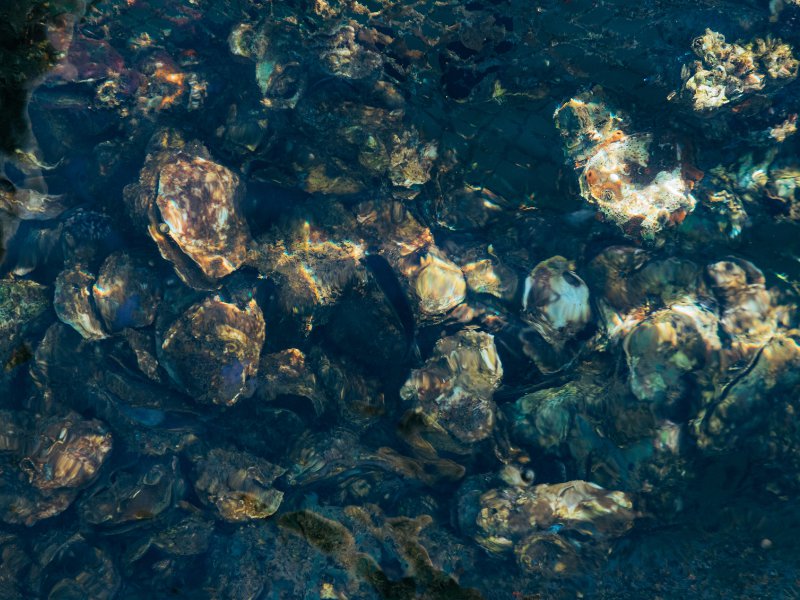 oyster reef.png